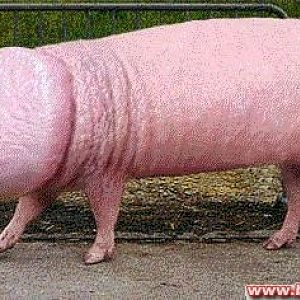 Penisschwein