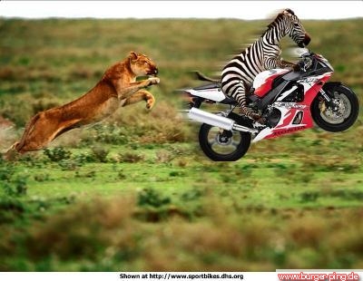 oO zebra auf motorrad?!